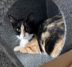 Shelter Stray Female Cat last seen Near Wilder Avenue, BRONX, NY, 10466, 326 E 110th St, New York, NY 10029, USA