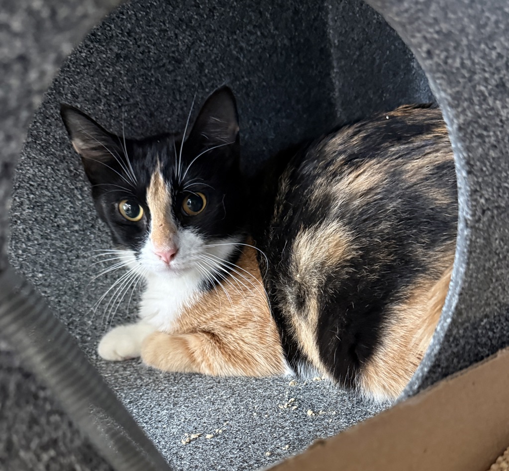 Shelter Stray Female Cat last seen Near Wilder Avenue, BRONX, NY, 10466, 326 E 110th St, New York, NY 10029, USA