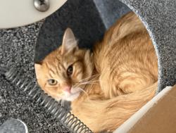 Shelter Stray Male Cat last seen Near Wilder Avenue, BRONX, NY, 10466, 326 E 110th St, New York, NY 10029, USA
