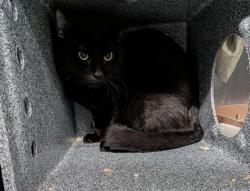 Shelter Stray Male Cat last seen Near W 85th Street, NEW YORK, NY, 10024, 326 E 110th St, New York, NY 10029, USA
