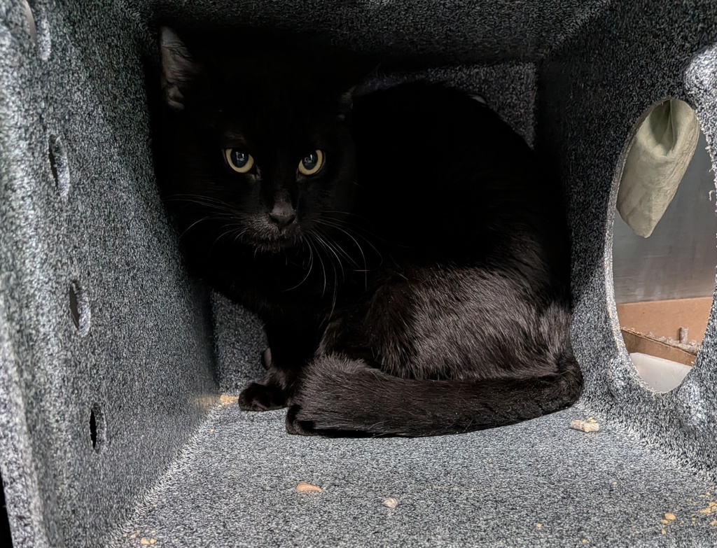 Shelter Stray Male Cat last seen Near W 85th Street, NEW YORK, NY, 10024, 326 E 110th St, New York, NY 10029, USA