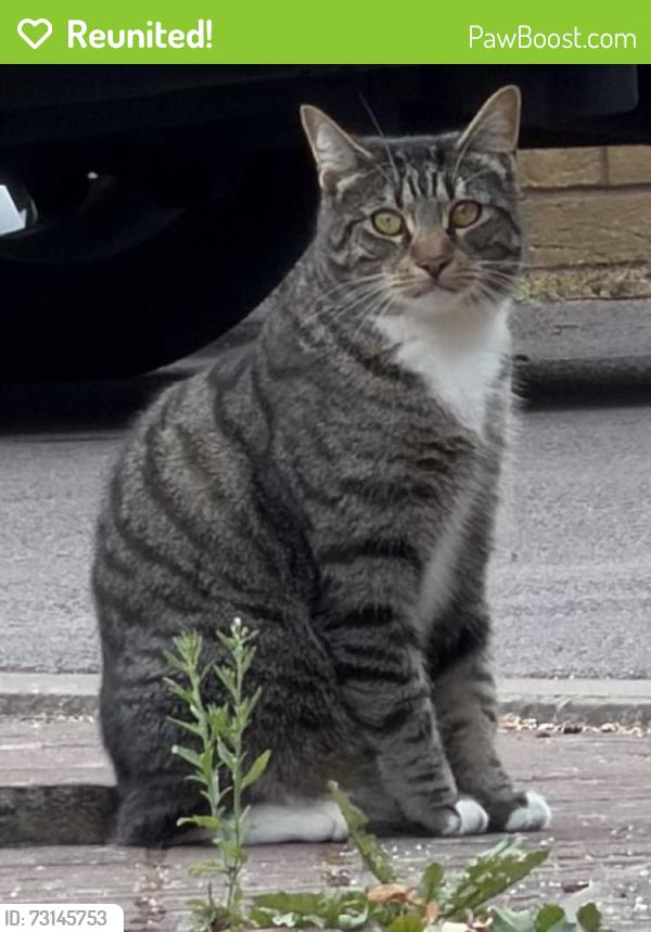 Reunited Unknown Cat last seen First Field Way, Patchway, England 