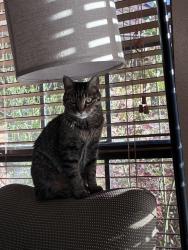 Lost Female Cat last seen Lake Country Drive and Arbor Crest Ct, Fort Worth, TX 76179