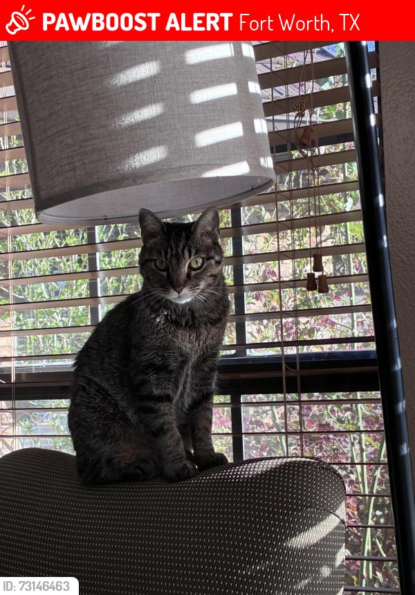 Lost Female Cat last seen Lake Country Drive and Arbor Crest Ct, Fort Worth, TX 76179