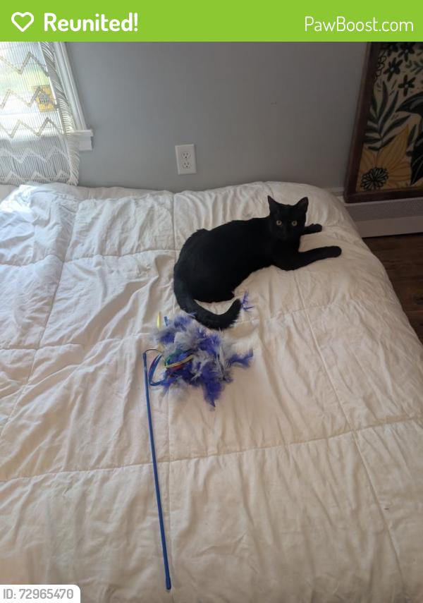 Reunited Male Cat last seen Grant St and summit st, Ypsilanti, MI 48197