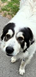 Lost Male Dog last seen Dividing Ridge, Union Hill, Ivey Point, Greer, Goodlettsville, TN 37072