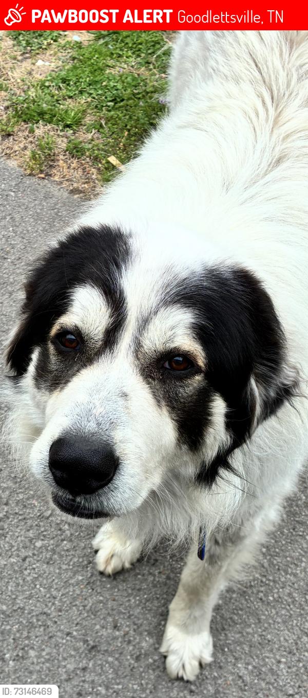 Lost Male Dog last seen Dividing Ridge, Union Hill, Ivey Point, Greer, Goodlettsville, TN 37072