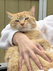 Lost Male Cat last seen Duck pond, Battle Ground, WA 98604