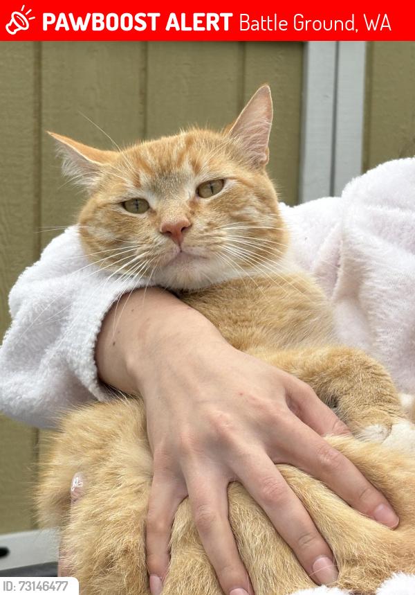 Lost Male Cat last seen Duck pond, Battle Ground, WA 98604