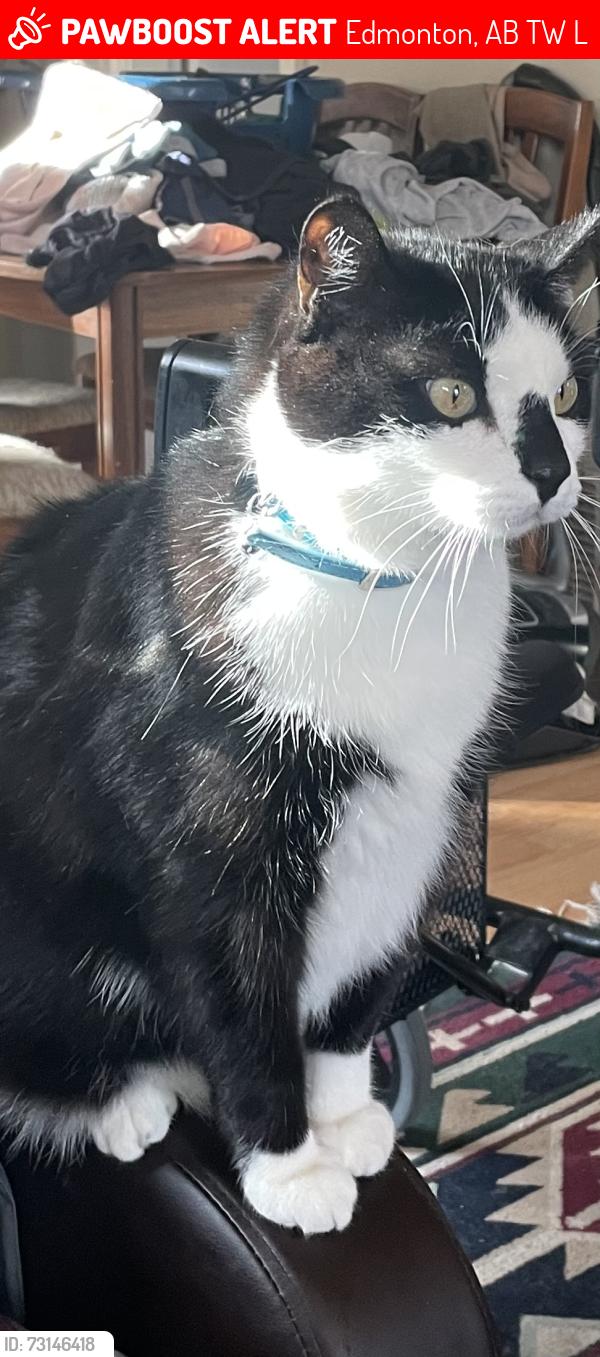 Lost Male Cat last seen Near ave and 53 street, Edmonton, AB T5W 3L5