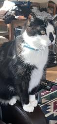 Lost Male Cat last seen Near ave and 53 street, Edmonton, AB T5W 3L5