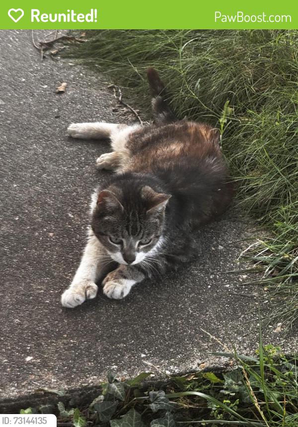 Reunited Unknown Cat last seen Edwards Ave and E 15th St, Richmond, VA 23224