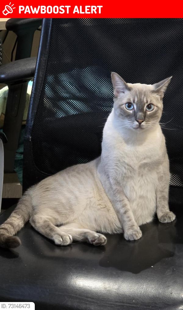 Lost Male Cat last seen Thicket Road, Greater London, England SE20 8DD