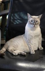 Lost Male Cat last seen Thicket Road, Greater London, England SE20 8DD