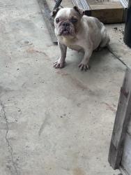Found/Stray Female Dog last seen Near Fairbanks N Houston rd, Houston, TX 77064