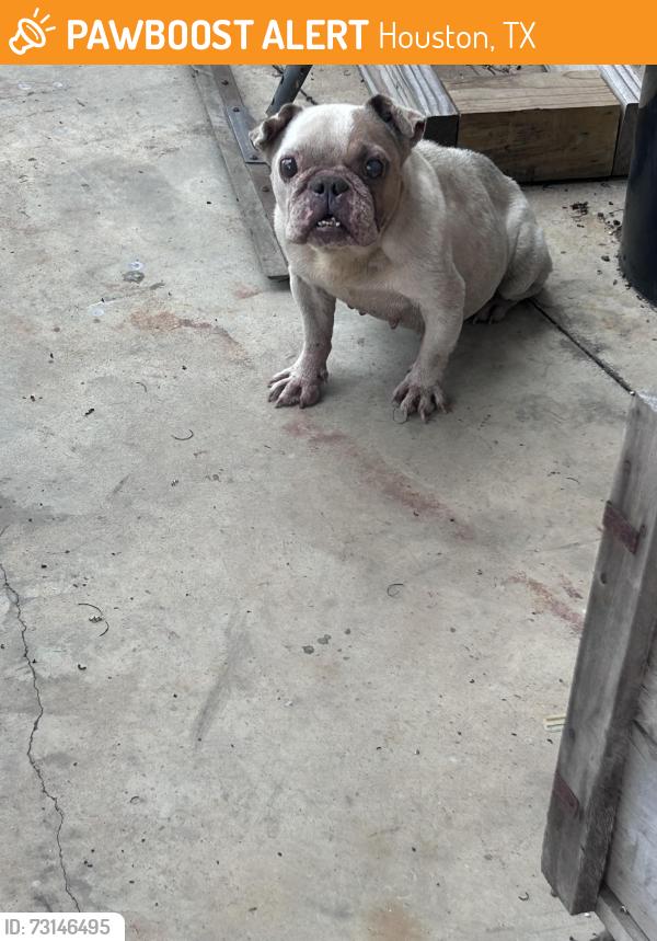 Found/Stray Female Dog last seen Near Fairbanks N Houston rd, Houston, TX 77064