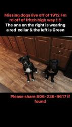 Lost Male Dog last seen Fritch high way on the way to Tyson, Amarillo, TX 79108