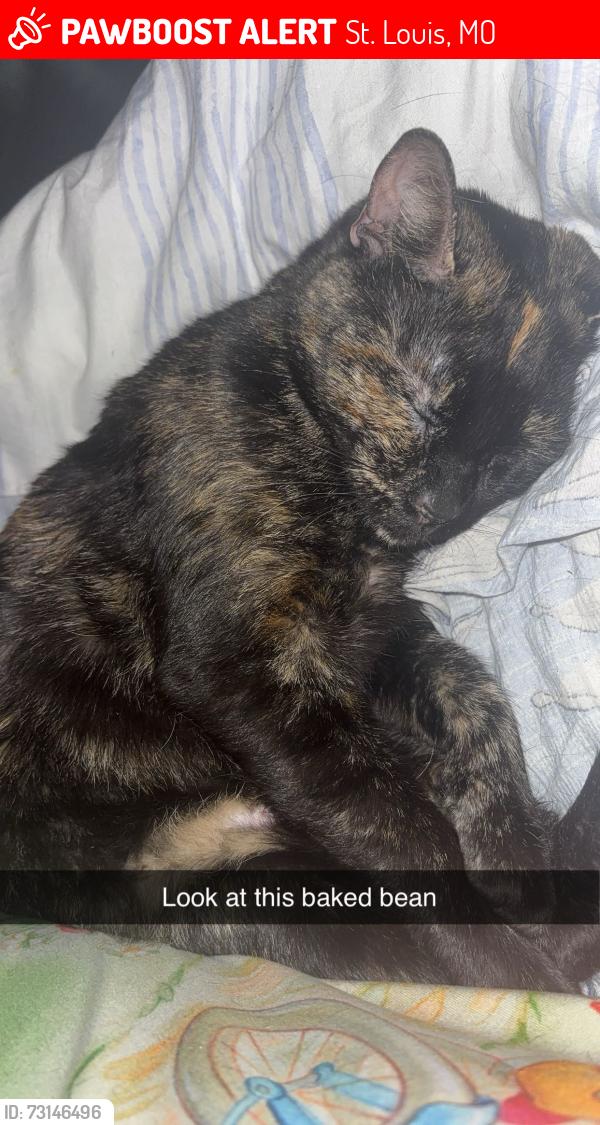 Lost Female Cat last seen Edmundson rd, St. Louis, MO 63114