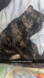 Lost Female Cat last seen Edmundson rd, St. Louis, MO 63114