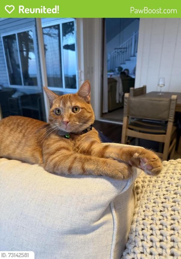 Reunited Male Cat last seen Near Stoneleigh Rd, Bloomfield Hills, MI 48302, USA, Bloomfield Hills, MI 48302