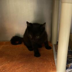 Shelter Stray Male Cat last seen , 800 Southwest Dr, Cheyenne, WY 82007, USA
