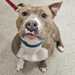 Shelter Stray Male Dog last seen , 8464 Beach Blvd, Jacksonville, FL 32216, USA