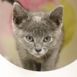 Shelter Stray Male Cat last seen , 361 S Raymond Ave, Pasadena, CA 91105, USA