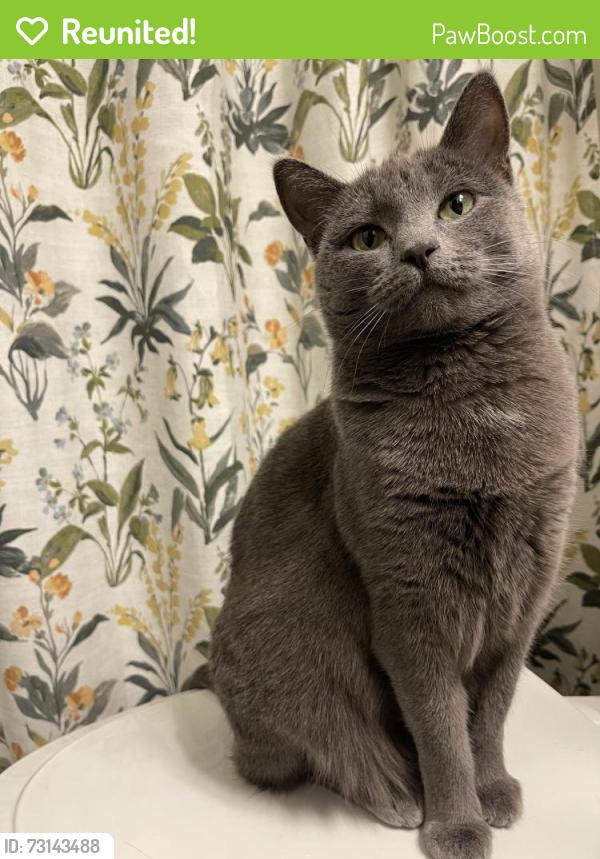 Reunited Female Cat last seen Russell and Decatur, Las Vegas, NV 89118