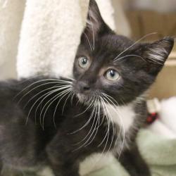 Shelter Stray Male Cat last seen , 361 S Raymond Ave, Pasadena, CA 91105, USA
