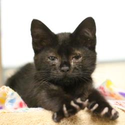 Shelter Stray Female Cat last seen , 361 S Raymond Ave, Pasadena, CA 91105, USA