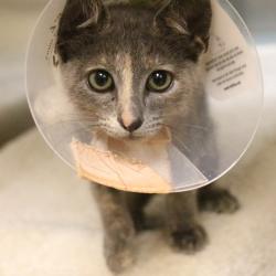 Shelter Stray Female Cat last seen , 361 S Raymond Ave, Pasadena, CA 91105, USA
