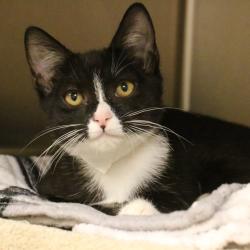 Shelter Stray Male Cat last seen , 361 S Raymond Ave, Pasadena, CA 91105, USA