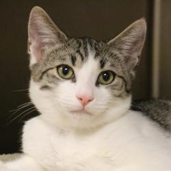Shelter Stray Male Cat last seen , 361 S Raymond Ave, Pasadena, CA 91105, USA