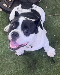 Reunited Male Dog last seen Near nw 48 st, Miami, FL 33142