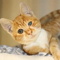 Shelter Stray Male Cat last seen , 361 S Raymond Ave, Pasadena, CA 91105, USA