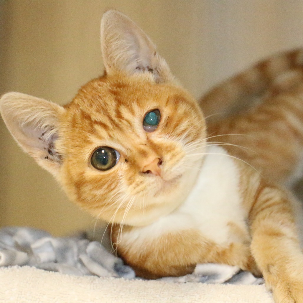 Shelter Stray Male Cat last seen , 361 S Raymond Ave, Pasadena, CA 91105, USA