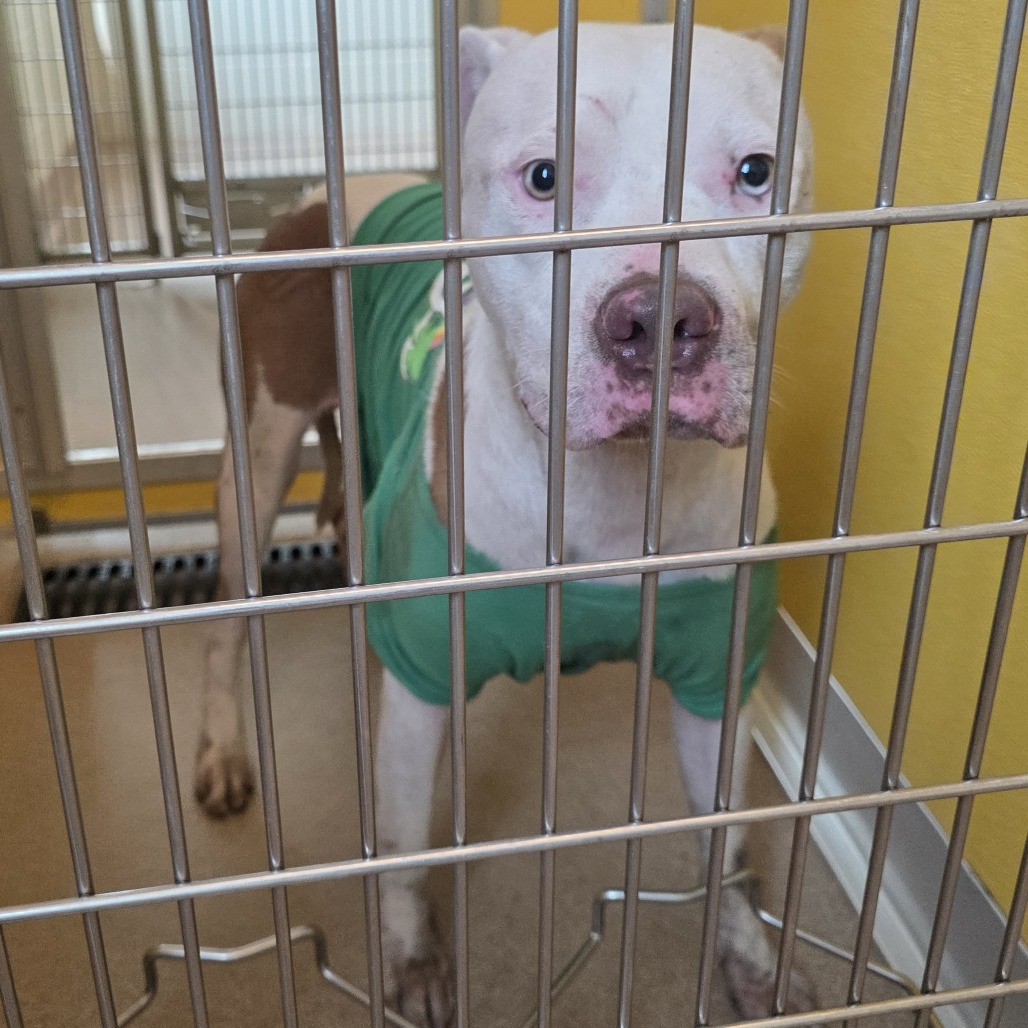 Shelter Stray Male Dog last seen , 3428 S Jenkins Ave, Norman, OK 73072, USA