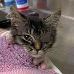 Shelter Stray Female Cat last seen , 14 Forever Friend Ln, Asheville, NC 28806, USA
