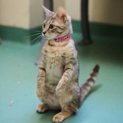Shelter Stray Female Cat last seen , 2350 Appling City Cove, Memphis, TN 38133, USA