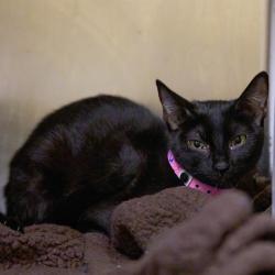 Shelter Stray Female Cat last seen , 2350 Appling City Cove, Memphis, TN 38133, USA