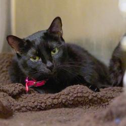 Shelter Stray Female Cat last seen , 2350 Appling City Cove, Memphis, TN 38133, USA