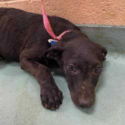 Shelter Stray Male Dog last seen , 2350 Appling City Cove, Memphis, TN 38133, USA