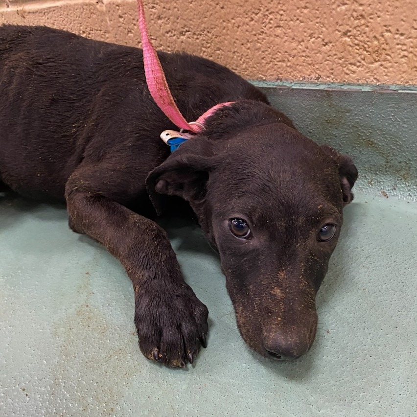 Shelter Stray Male Dog last seen , 2350 Appling City Cove, Memphis, TN 38133, USA