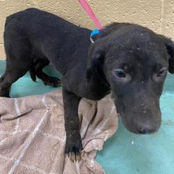 Shelter Stray Male Dog last seen , 2350 Appling City Cove, Memphis, TN 38133, USA