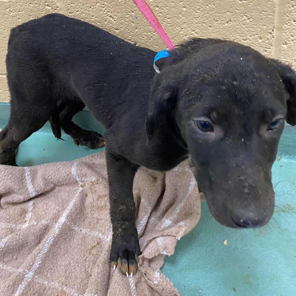 Shelter Stray Male Dog last seen , 2350 Appling City Cove, Memphis, TN 38133, USA