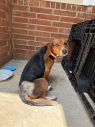 Reunited Male Dog last seen Marley Rd, Carthage nc, Carthage, NC 28327