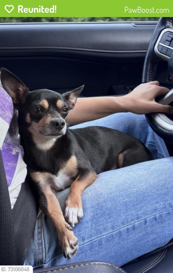 Reunited Male Dog last seen Near Three Creek Ct Granbury TX 76049, Granbury, TX 76049