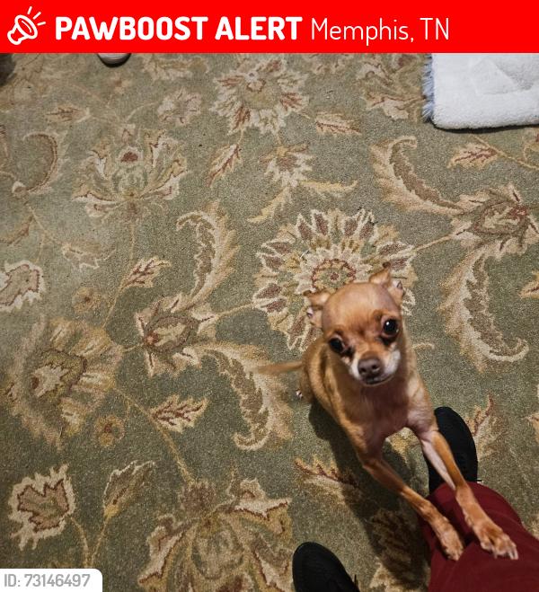 Lost Male Dog last seen Hollywood, Memphis, TN 38108