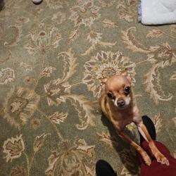 Lost Male Dog last seen Hollywood, Memphis, TN 38108