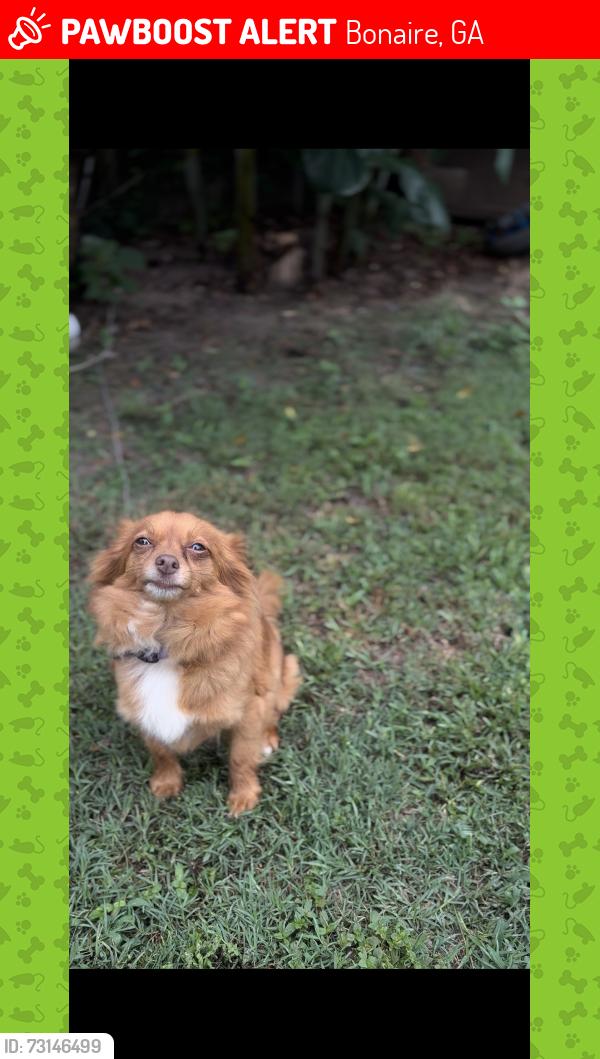 Lost Female Dog last seen Near Foxwood circle Bonaire Georgia, Bonaire, GA 31005